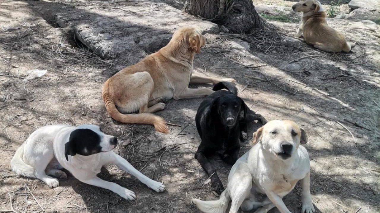 Алматы облысында әйел адамды иттер талап кеткен 