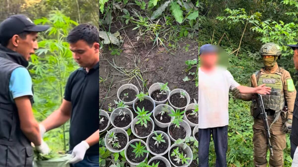 Алматы облысында тұрғыннан 881 түп қарасора тәркіленді 