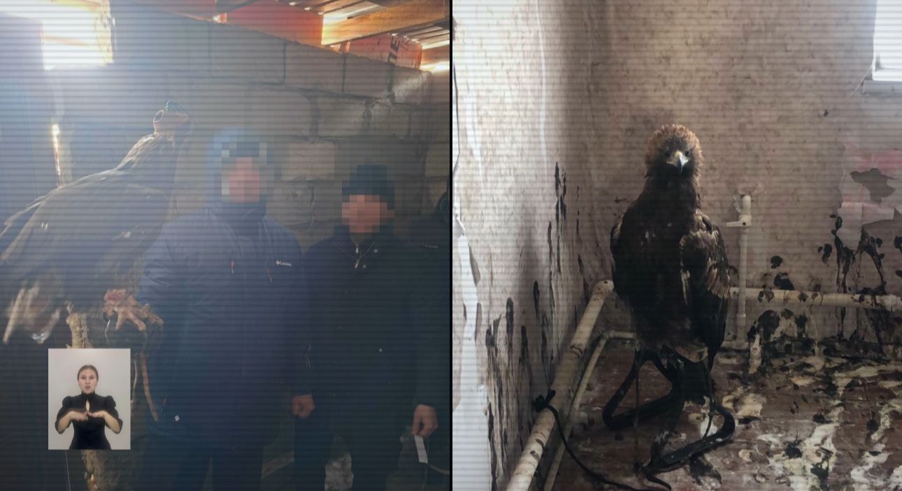 Қызыл кітапқа енген құстарды заңсыз тасымалдау схемасы анықталды: ұлттық парктің қызметкерлері ұсталды 