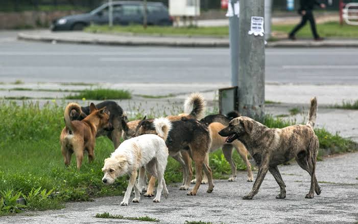 Бұралқы жануарлар туралы заң жобасы Мәжіліске қайта қарауға жіберілді
