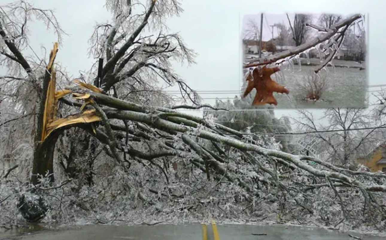 Шымкентте тұрғын үй ауласында бұтақ құлап, 4-сынып оқушысы көз жұмды