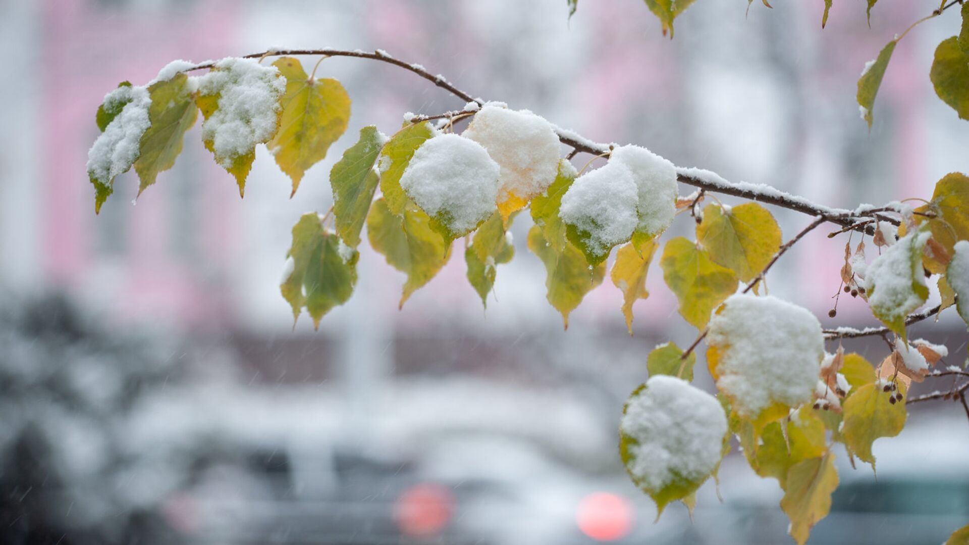  4 қарашадан бастап елімізде 13 градусқа дейін аяз күтіледі