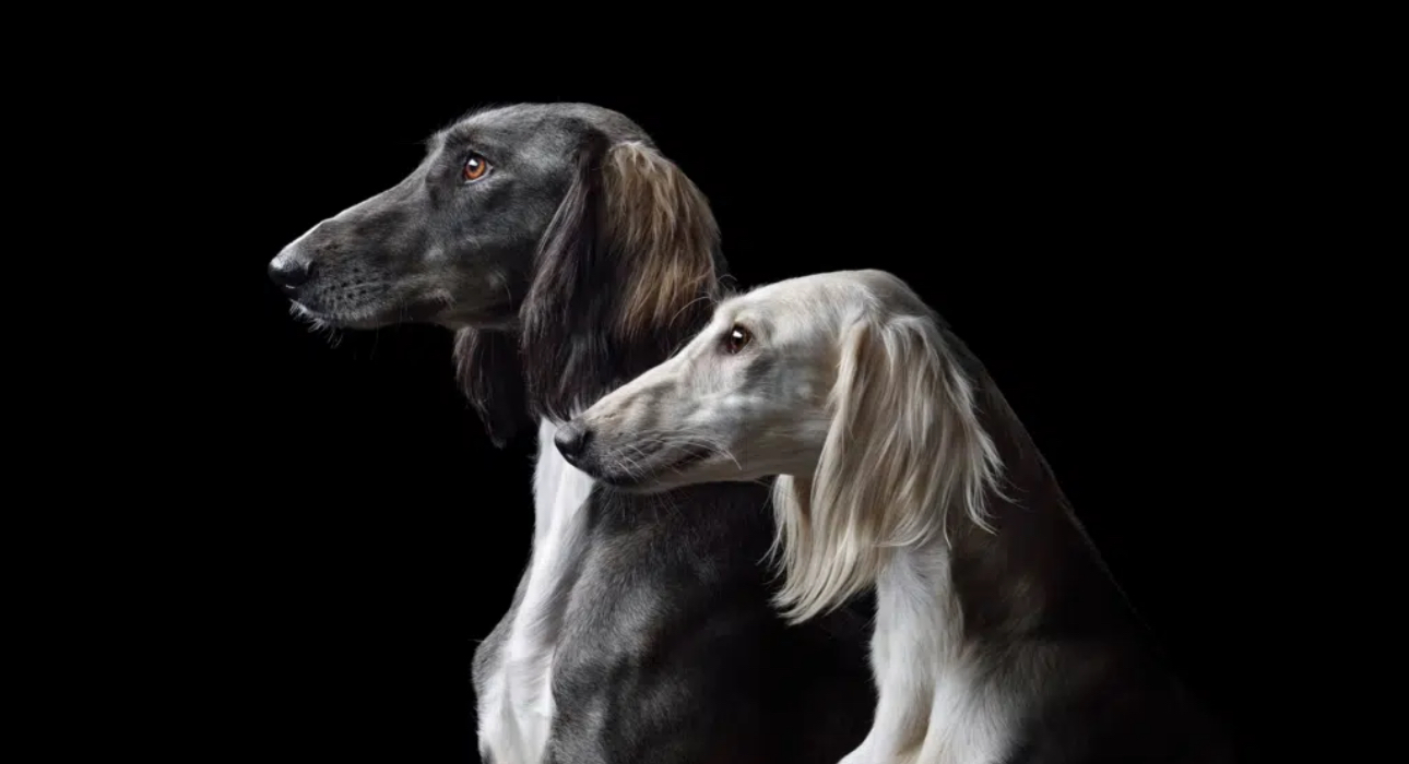 Қазақстан күнтізбесіне жаңа мереке қосылды