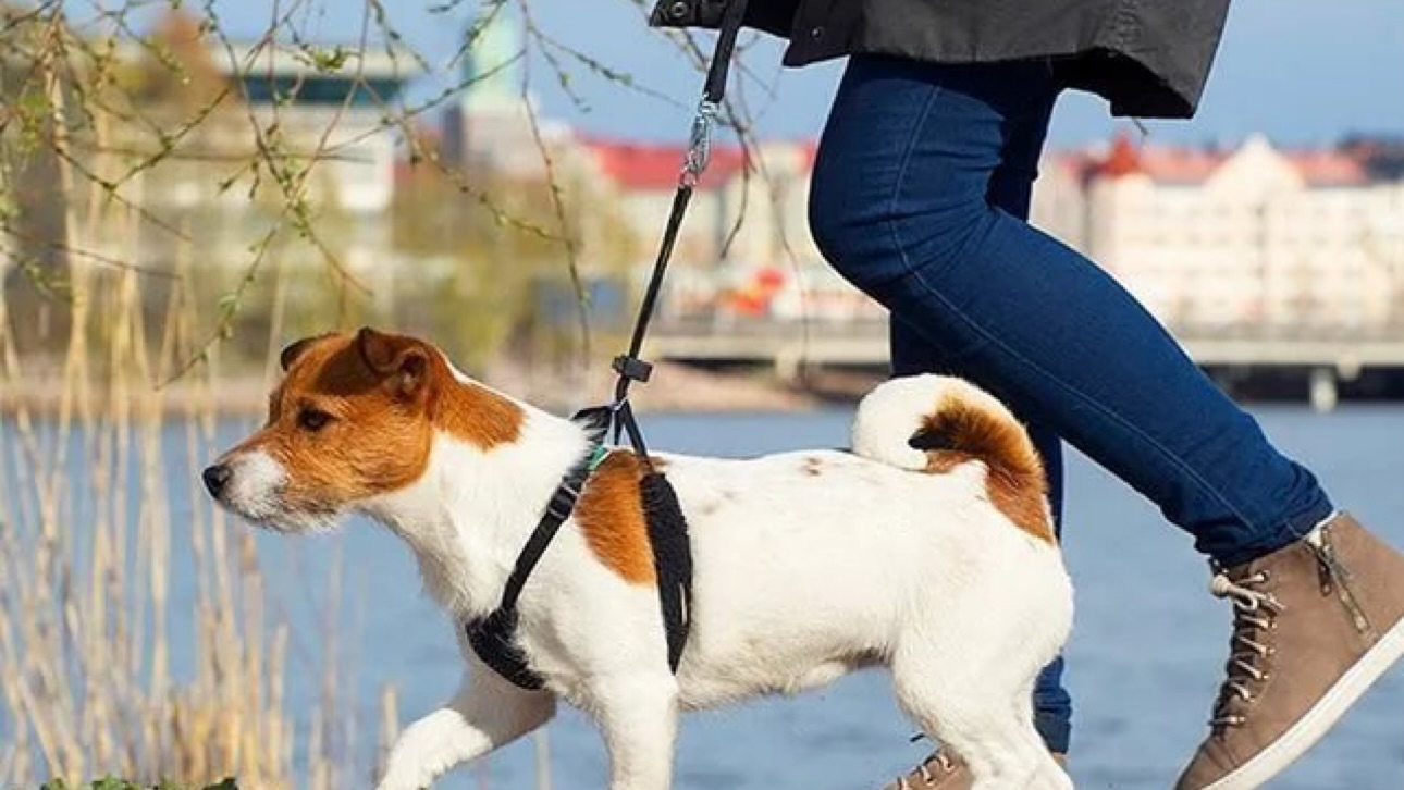 Елімізде үй жануарларының иелеріне салық салынуы мүмкін