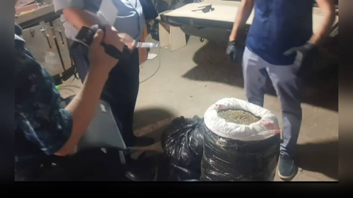 Ұлытауда тұрғыннан 100 келіден астам марихуана мен қару тәркіленді
